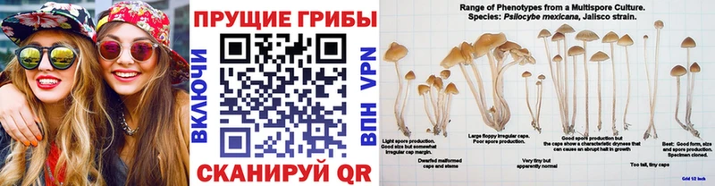 Псилоцибиновые грибы Cubensis  цена   Суздаль 